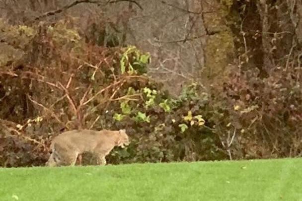 Bobcat photo
