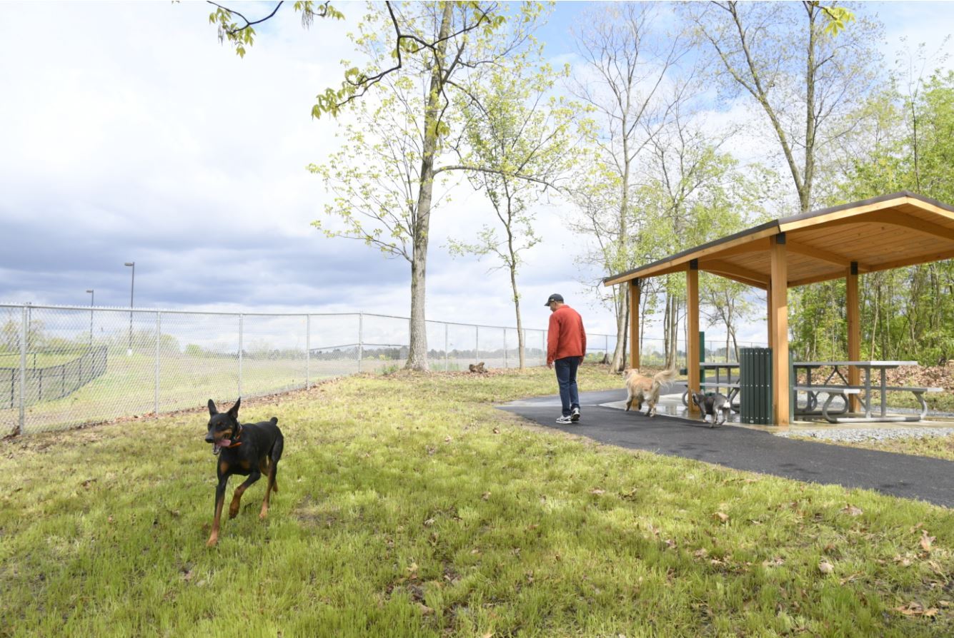 dogs and person near shelter with view