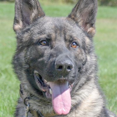 ONeil K9 German Shepherd dog